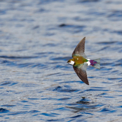 Violet-green Swallow