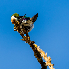 Violet-green Swallow