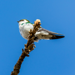 Violet-green Swallow