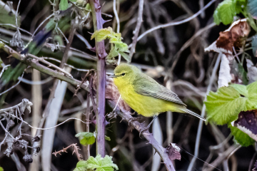 Yellow Warbler