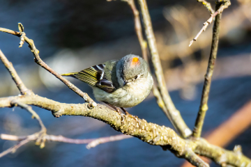Ruby-crowned Kinglet