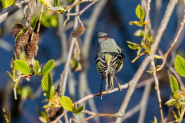 Ruby-crowned Kinglet