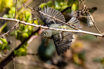 Ruby-crowned Kinglet