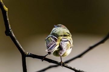 Ruby-crowned Kinglet