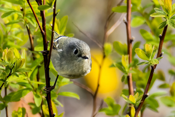 Ruby-crowned Kinglet