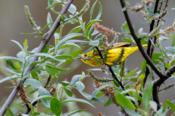 Yellow Warbler