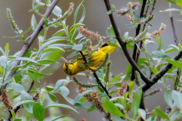 Yellow Warbler