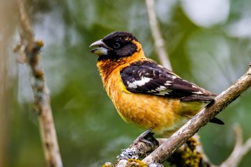 Black-headed Grosbeak