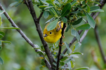 Yellow Warbler