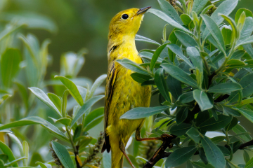Yellow Warbler