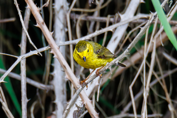 Wilson's Warbler