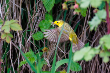 Wilson's Warbler