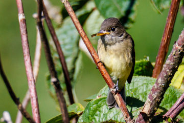 Flycatcher