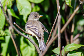 Flycatcher