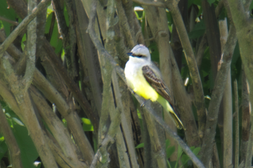 Western Kingbird