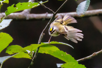 Golden-crowned Kinglet