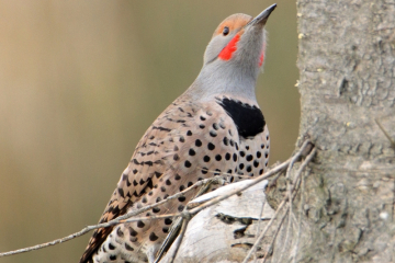 Northern Flicker