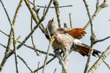 Northern Flicker