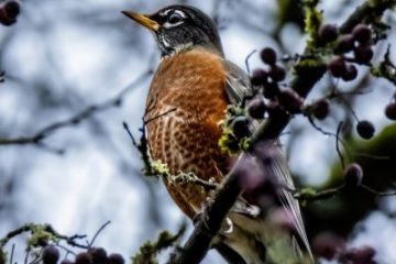 American Robin
