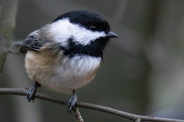 Black-capped Chickadee
