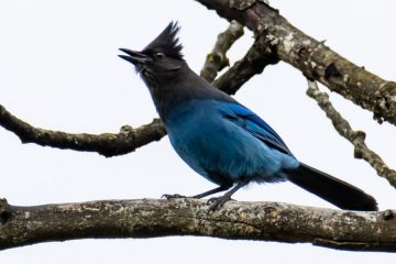 Steller’s Jay