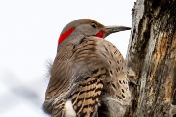 Northern Flicker