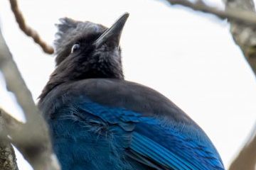 Steller’s Jay