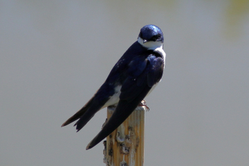 Purple Martin