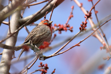 House Finch