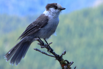 Canada Jay