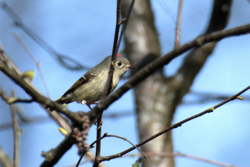 Ruby-crowned Kinglet (Male)