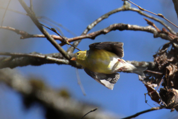 American Goldfinch