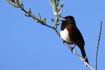 Spotted Towhee