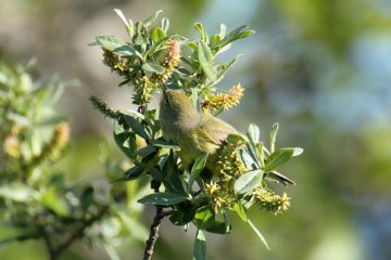 Ruby-crowned Kinglet