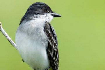 Eastern Kingbird