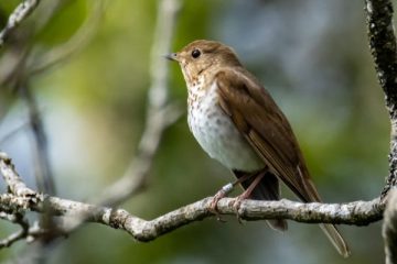 Hermit Thrush