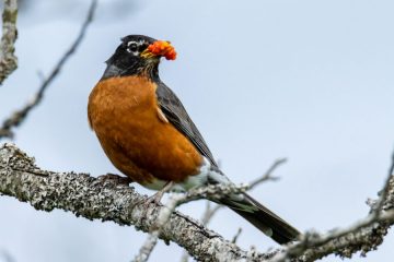 American Robin