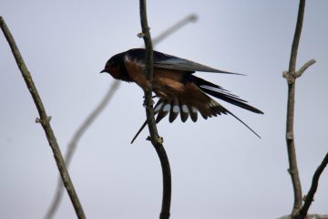 Spotted Towhee