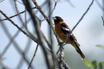 Black-headed Grosbeak
