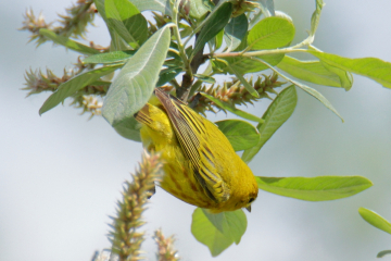 Yellow Warbler