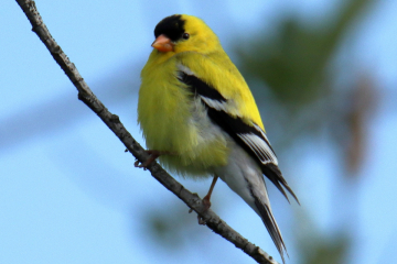 American Goldfinch