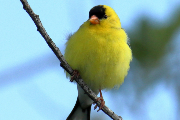 American Goldfinch