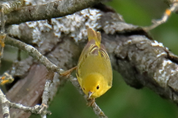Yellow Warbler