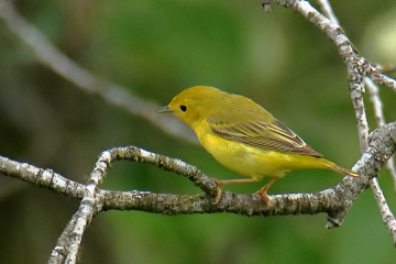 Yellow Warbler