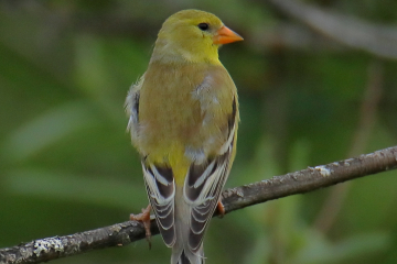 American Goldfinch (Female)