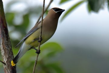 Cedar Waxwing