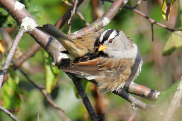 White-clowned Sparrow