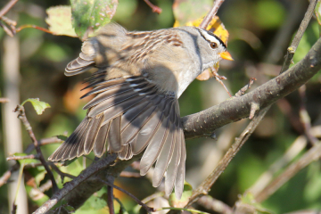 White-clowned Sparrow