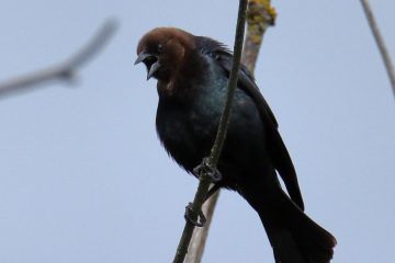 Brown-headed cowbird