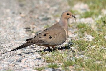 Mourning Dove